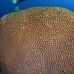 coral_star_great_ncot_lc_v_0124_cay1653.jpg